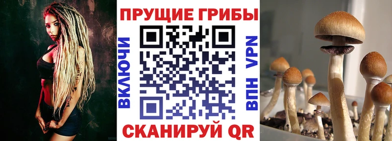 Галлюциногенные грибы Psilocybine cubensis маркетплейс клад Нязепетровск
